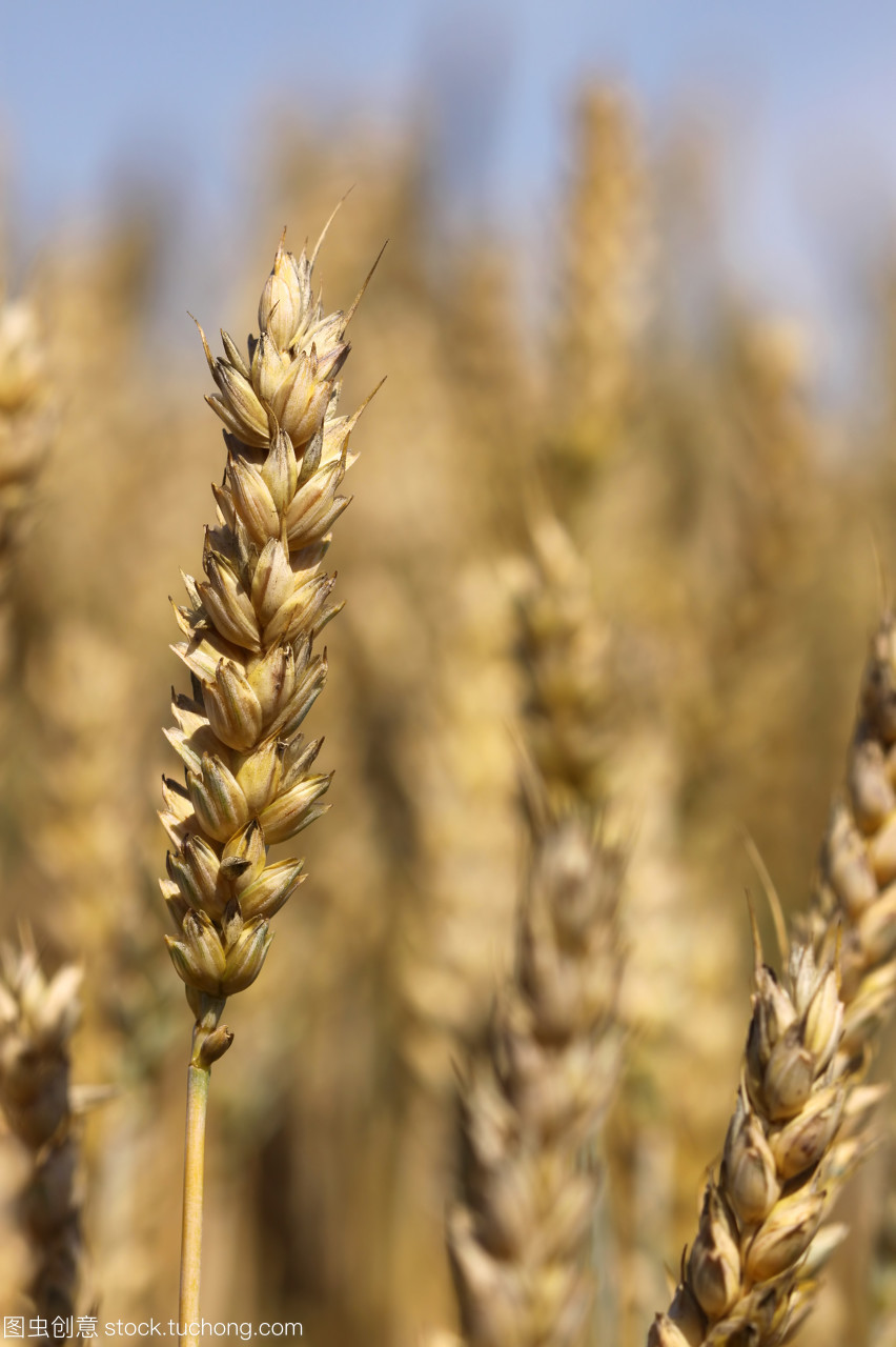 五谷,小麦,种植,植物,农产,粮,褐色,谷物,棕色,颗粒,麦子,农业
