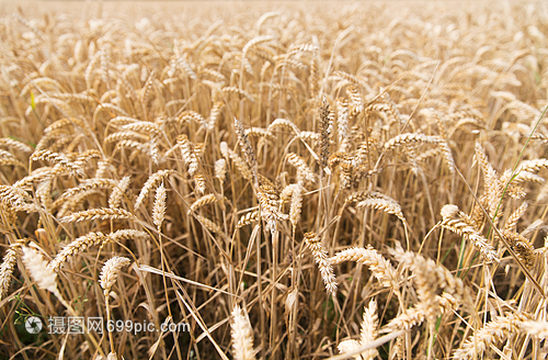 农业谷物土地种植纹理成熟小麦穗黑麦穗的领域